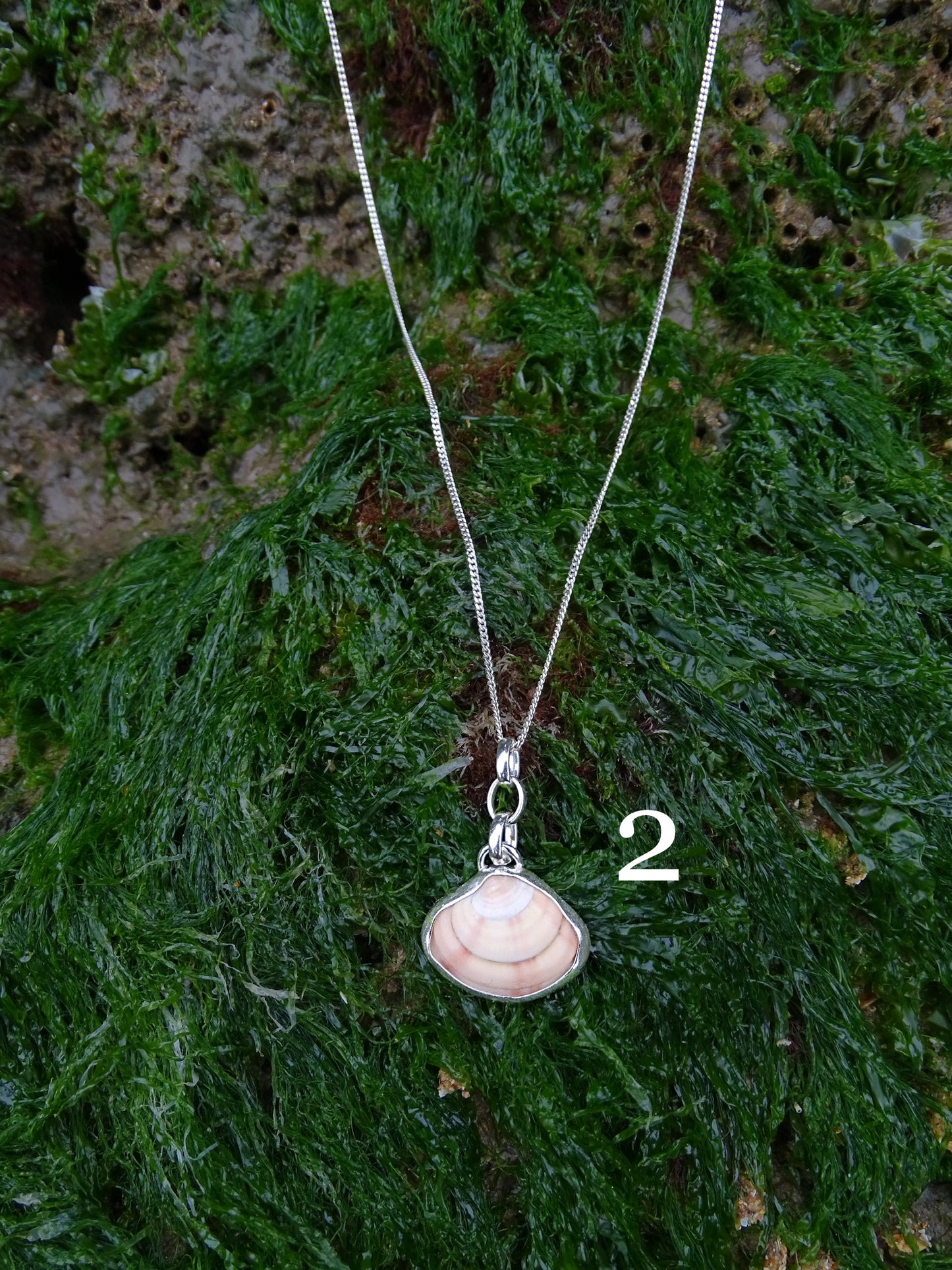 seashell pendants