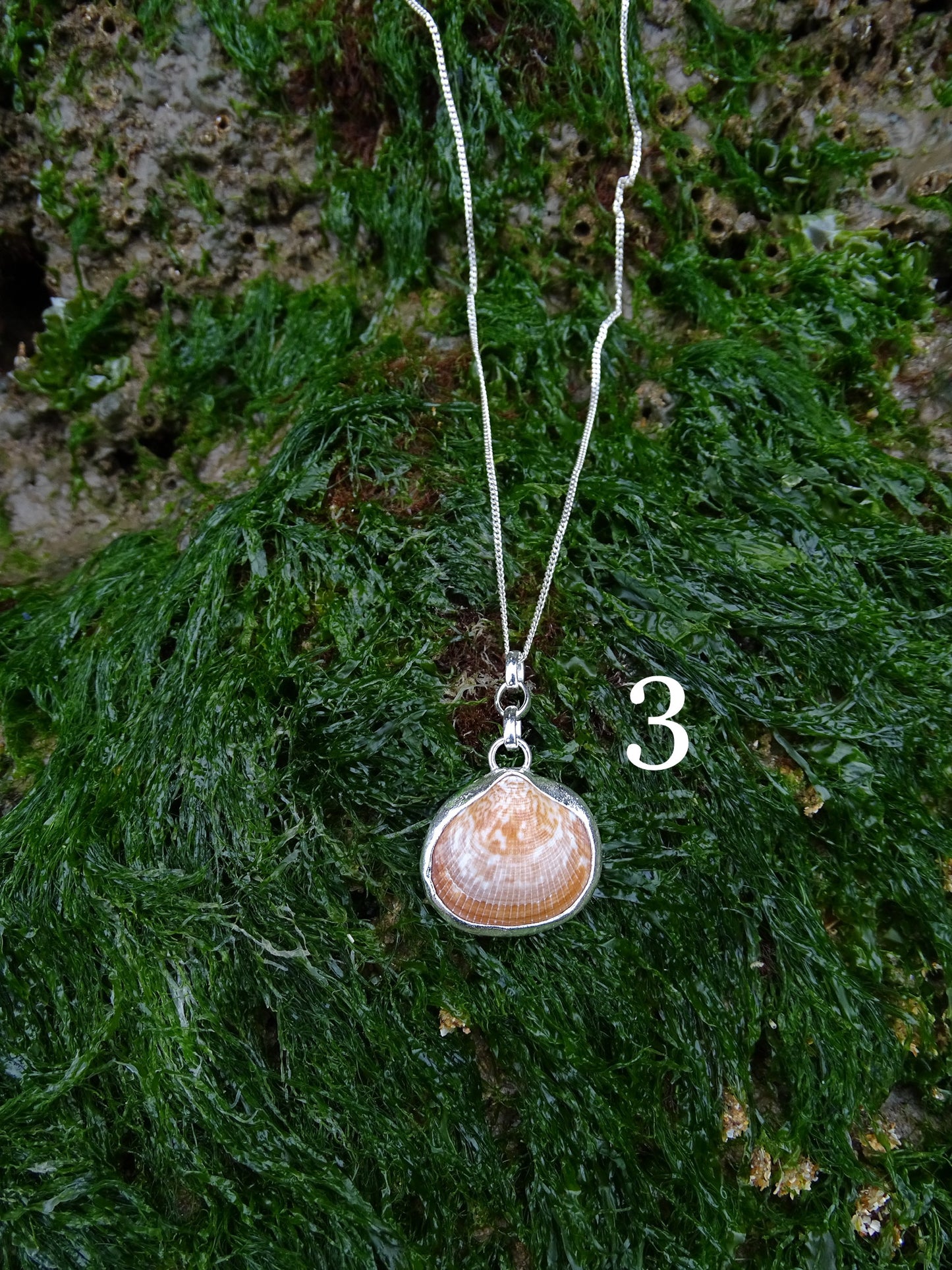 seashell pendants
