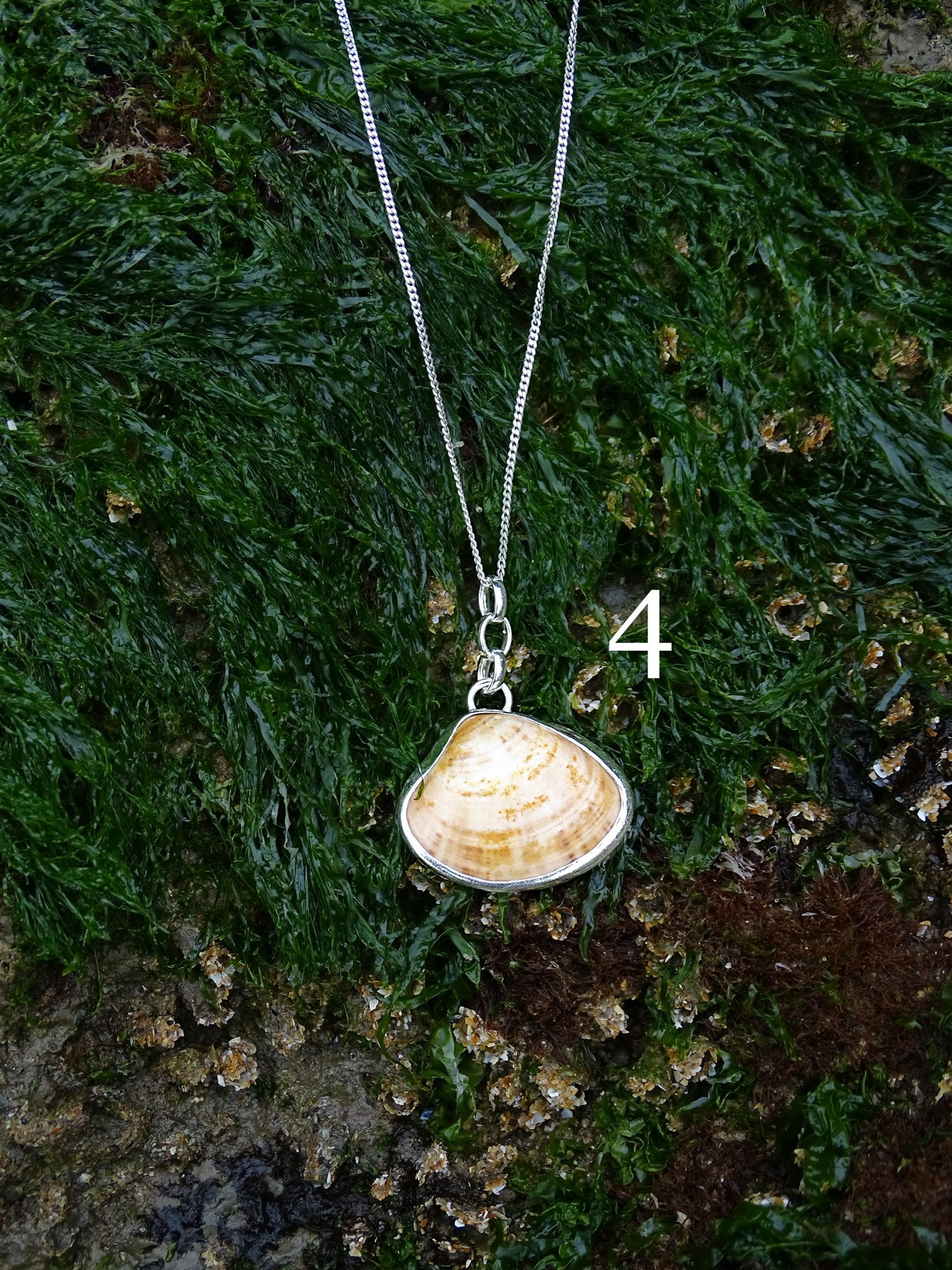 seashell pendants